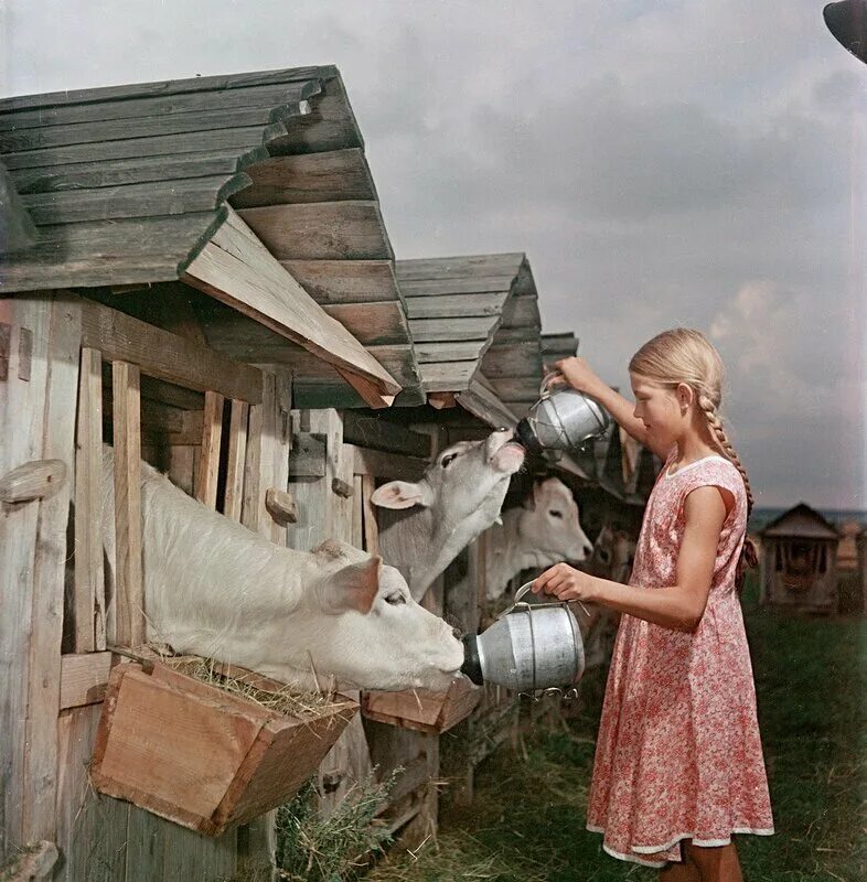 Деревни раньше. Семён Осипович Фридлянд сельское хозяйство СССР. Фотограф семён Осипович Фридлянд дети. Советская деревня. Жизнь в деревне.