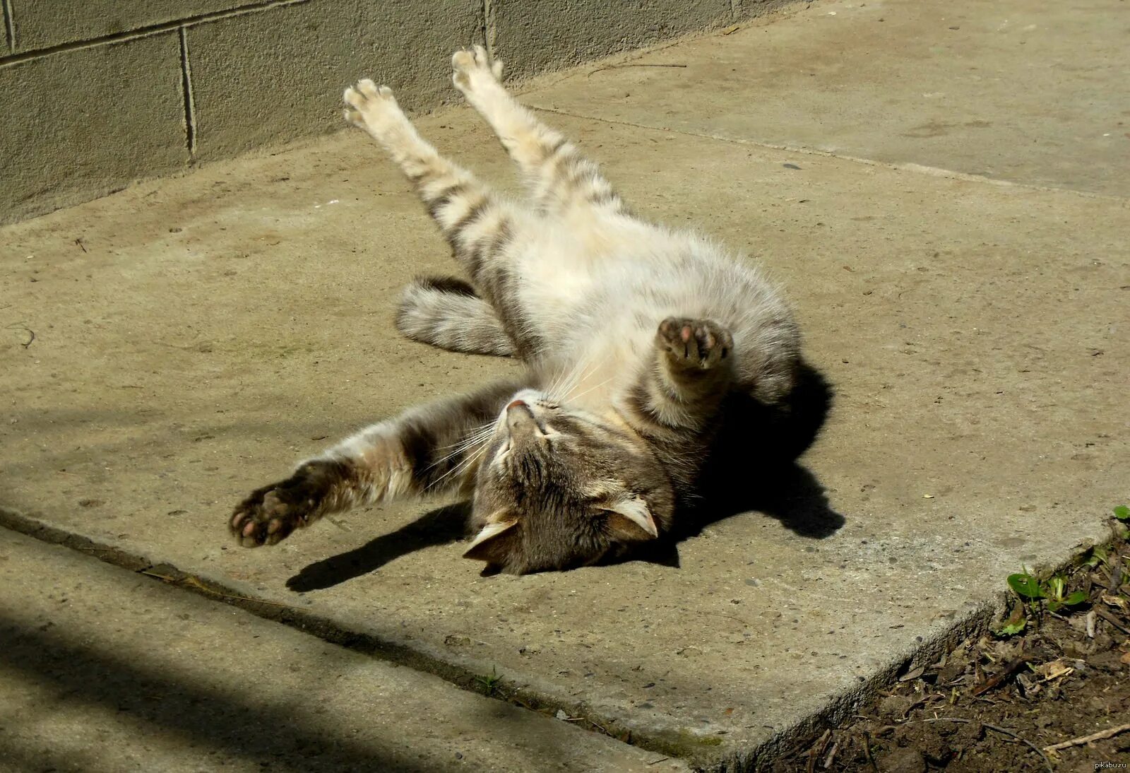 Кот на весеннем солнце. Она грелась на весеннем солнышке. Коты весной. Котик на солнышке. Она грелась на весеннем солнышке.