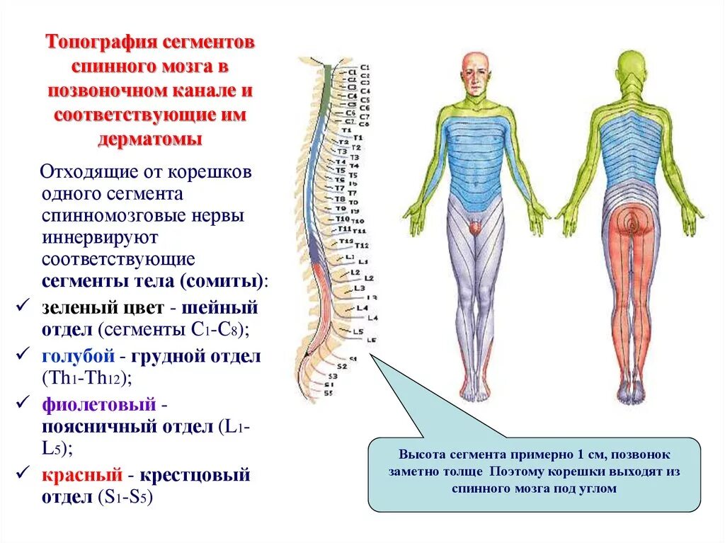 В шейном отделе спинного мозга сегментов. Топография нервов грудного отдела. Соотношение сегментов спинного мозга и дерматомов.. Схема выхода Корешков спинного мозга. Сегменты l1-l2 спинного мозга.