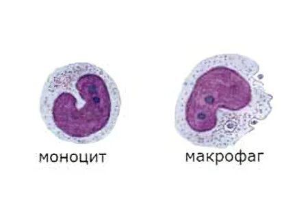 Моноциты и макрофаги