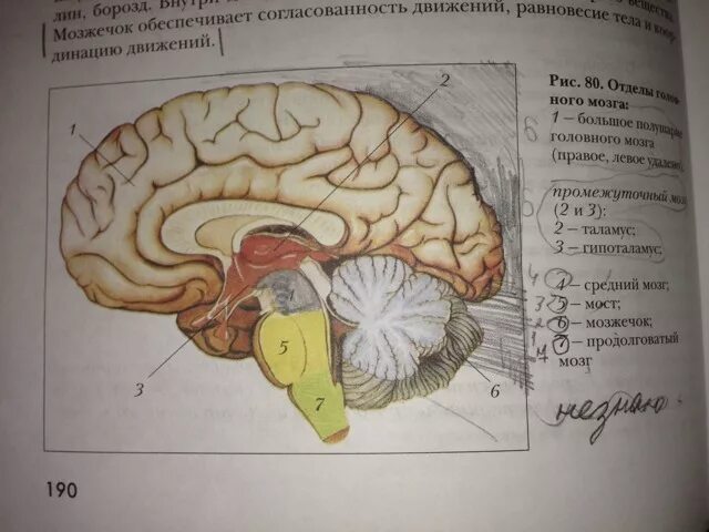 Рассмотрите рисунок с изображением мозга человека. Рис 80 отделы головного мозга. Мозг рис 80. Мозг человека строение рис 80. Строение промежуточного мозга человека.