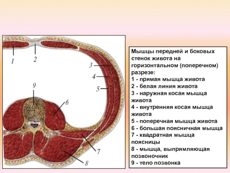 Тело нечленистое округлое поперечное. Мышцы спины аксиальный срез. Поперечная фасция живота анатомия. Мышцы живота в разрезе. Мышца в разрезе.