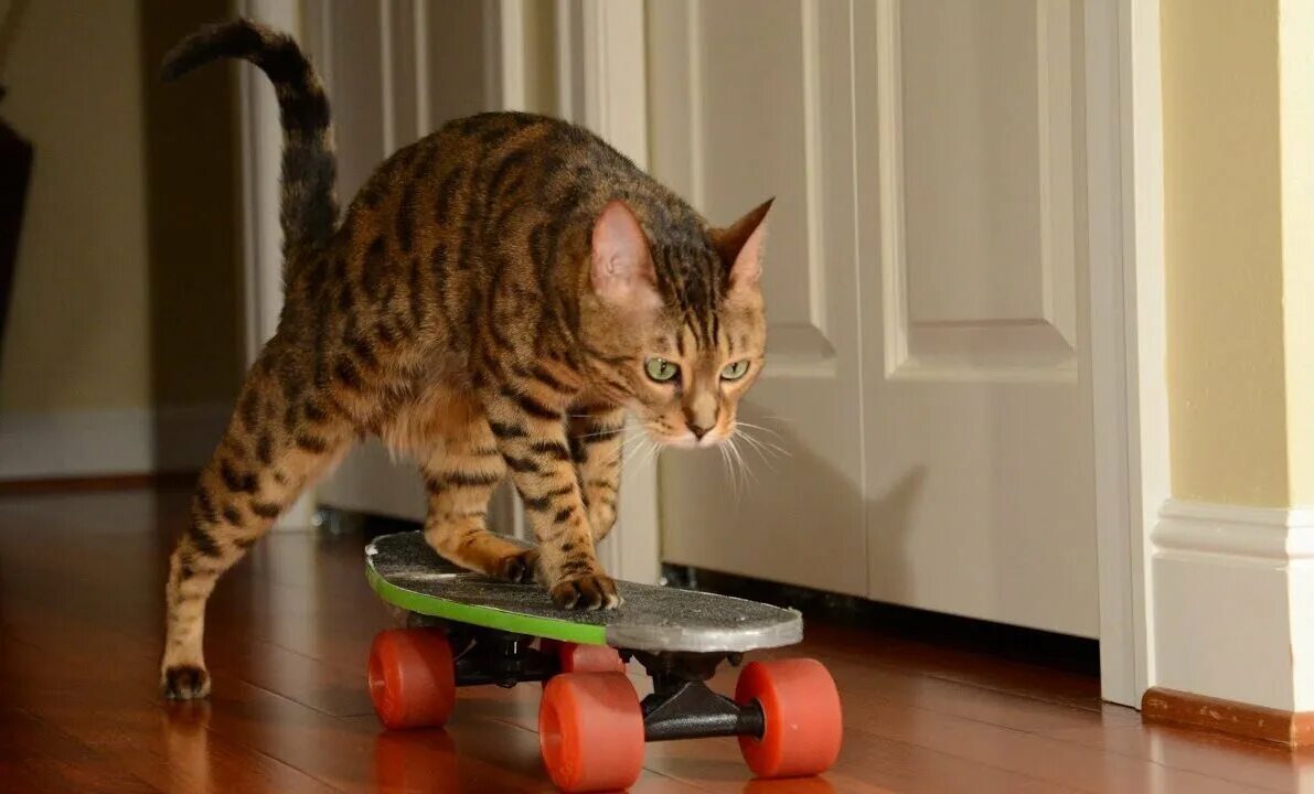 Коты ездят. Кот на скейте. Кот катается. Кот катается на скейте. Котик на роликах.