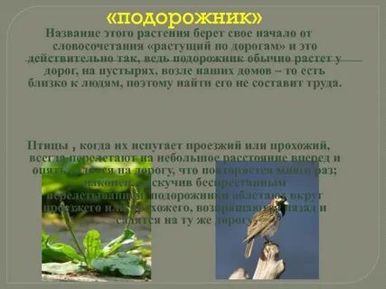 Почему растение подорожник так названо 2 класс