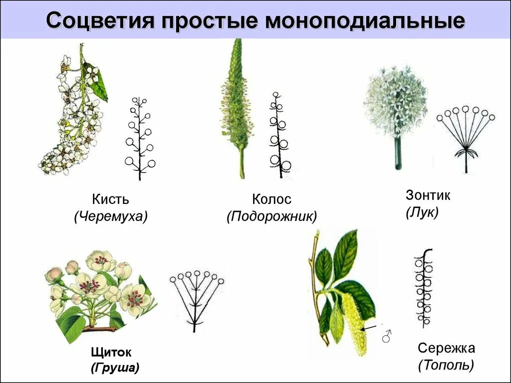 Какой тип соцветия. Моноподиальные соцветия. Моноподиальные простые и сложные и симподиальные соцветия:. Моноподиальные соцветия таблица. Простые и сложные моноподиальные соцветия.