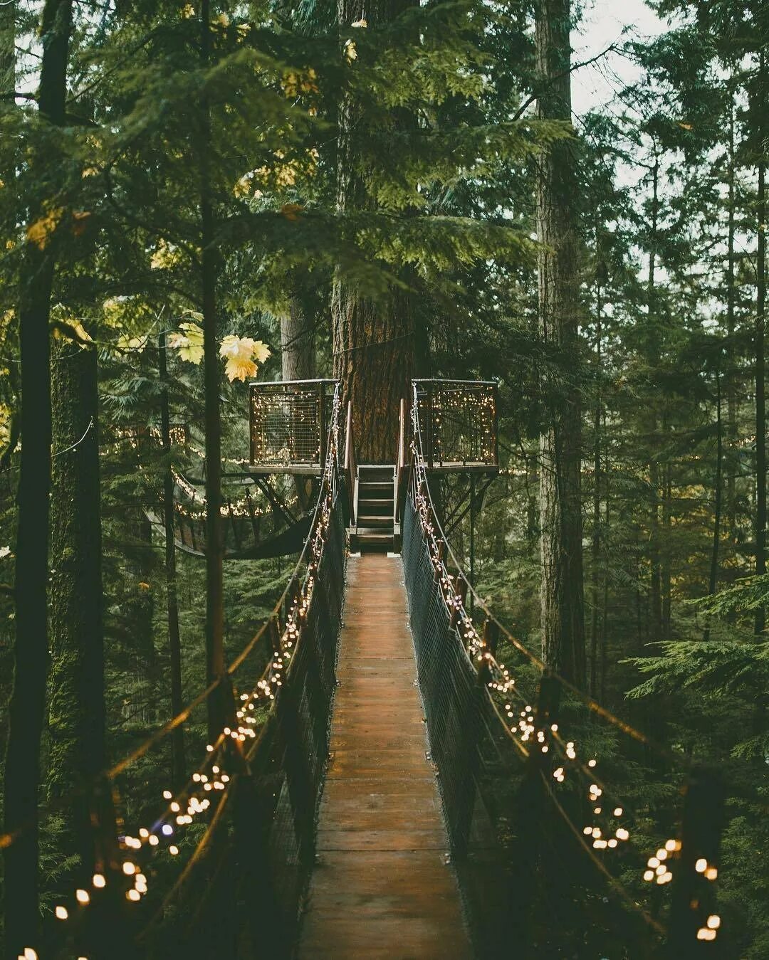 Какие бывают места в лесу. Capilano suspension bridge канада. capilano suspension bridge британская колумбия. висячий мост протвино. красивые места в лесу.