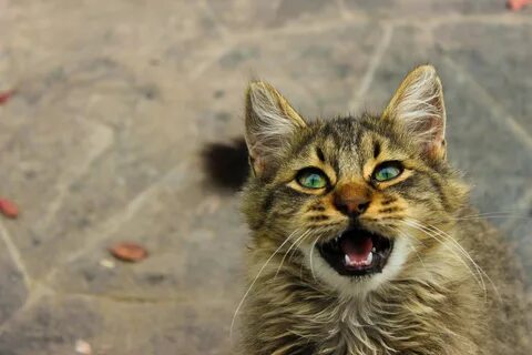 Котенок перестал мяукать