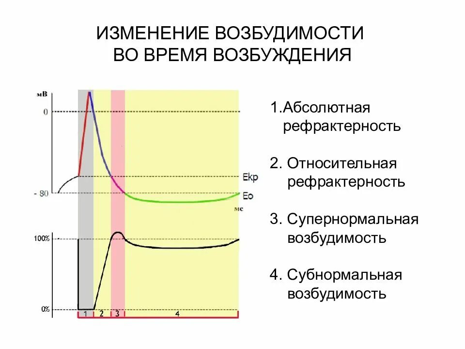 Рефрактерность нормальная физиология. Возбудимость это в физиологии. Изменение возбудимости. Фазы изменения возбудимости при возбуждении.