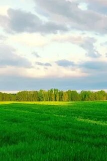 За лесом поле поле оригинал