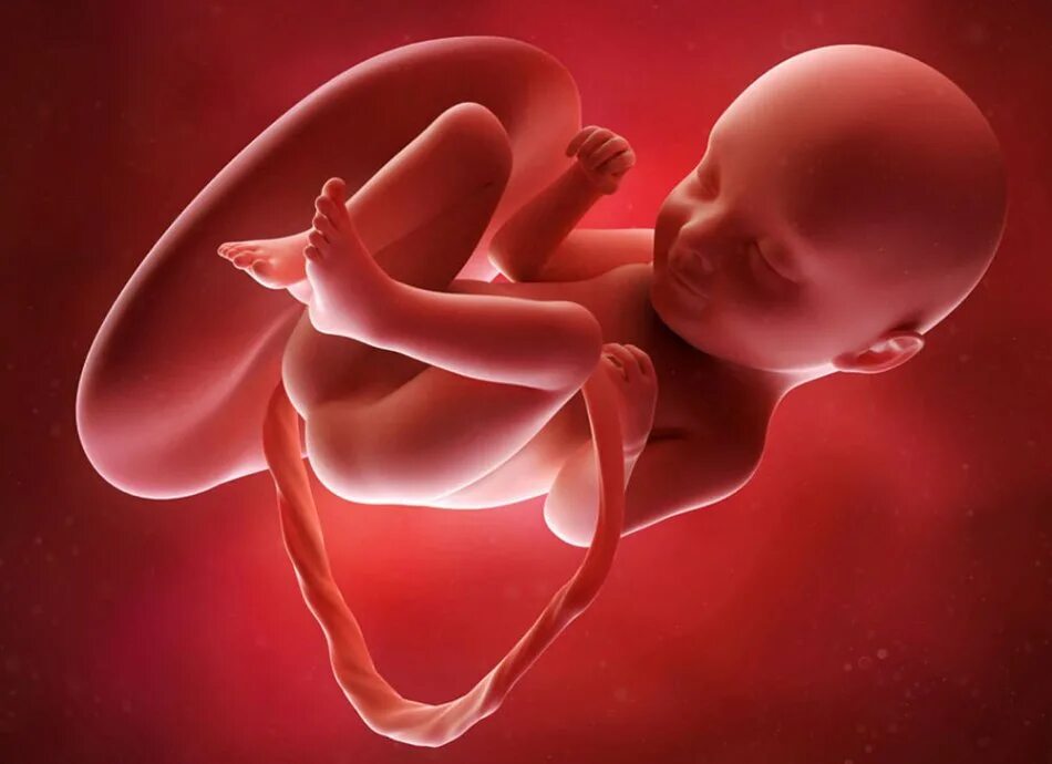Внутриутробная жизнь ребенка. Ребёнок в 20 недель беременности. Эмбрион на 20 неделе беременности. Плод ребенка в 20 недель беременности. Малыш на 20 неделе беременности.