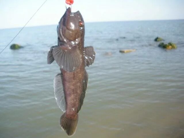 Бычок азовского моря. Ловля бычка на Азовском море с берега. Бычок рыба Азовское море. Снасть на бычка на Азовском море. Наживка для бычка на Азовском море.