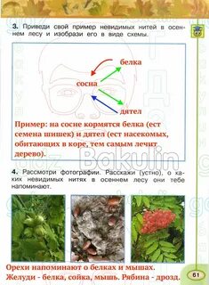 Невидимые схемы в осеннем лесу примеры