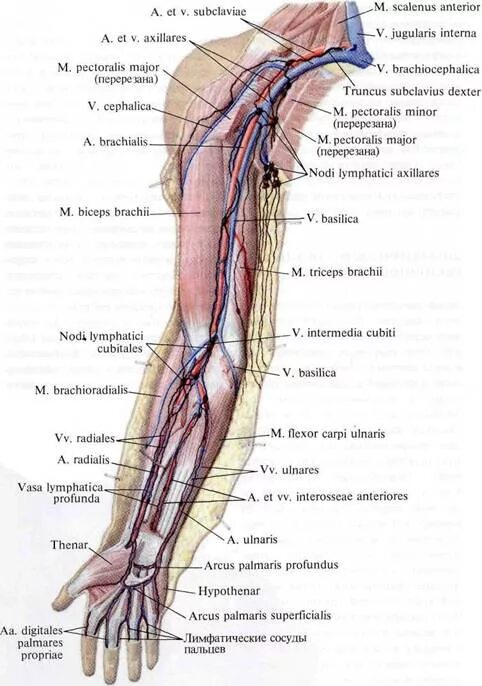 Глубокий лимфатический сосуд. Лимфатические узлы верхней конечности схема. Лимфатическая система верхней конечности анатомия. Вены и лимфатические узлы верхней конечности. Лимфатические узлы верхней конечности таблица.
