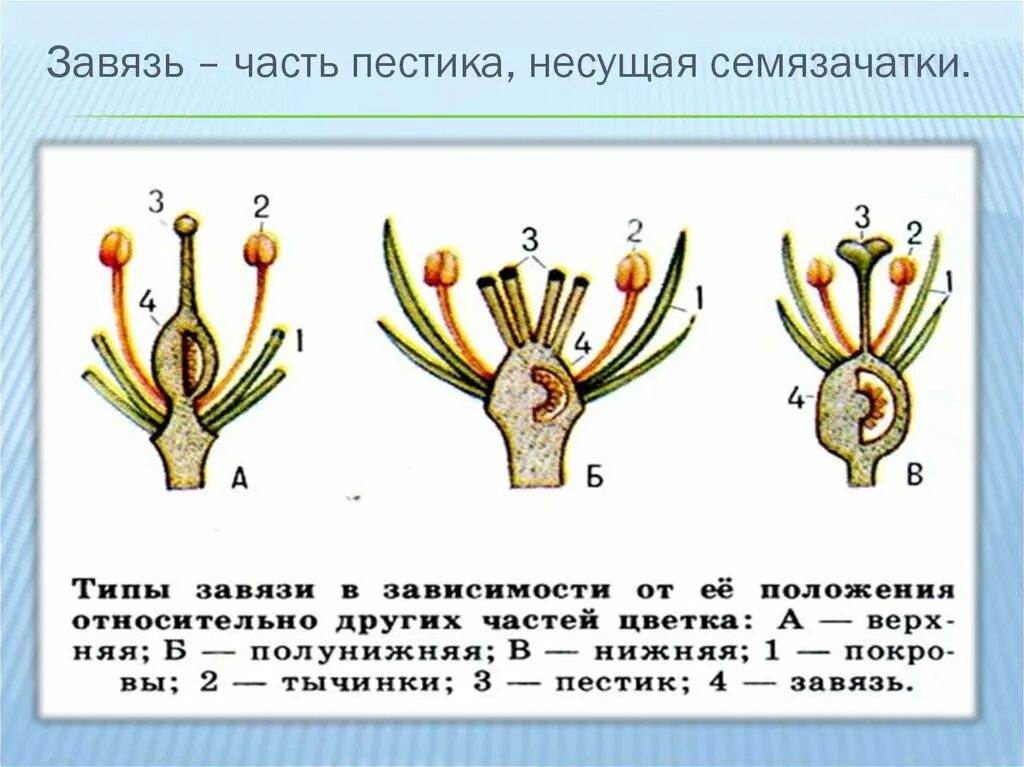 В результате образуется из завязи. Андроцей и гинецей. Завязь гинецея. Завязь пестика яблони. Завязь пестика верхняя и нижняя.