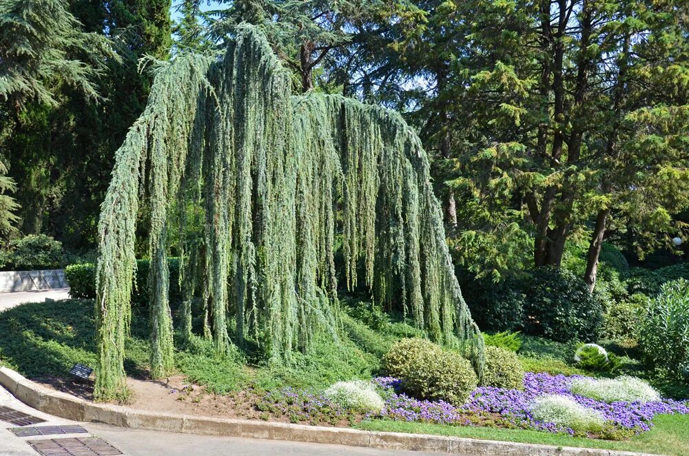 лиственница европейская чижовице. можжевельник плакучий. можжевельник хортсман. можжевельник плакучий. можжевельник виргинский пендула.