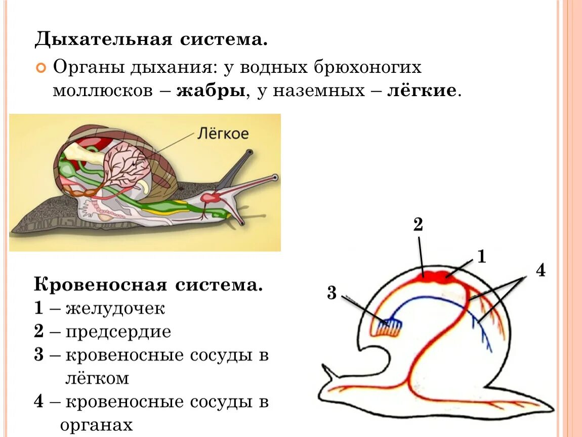 Дыхательная система брюхоногих моллюсков. Класс брюхоногие строение дыхательной системы. Дыхательная система брюхоногих моллюсков 7 класс. Дыхательная система брюхоногих моллюсков легкие жабры.