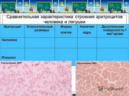 Особенности эритроцитов лягушки