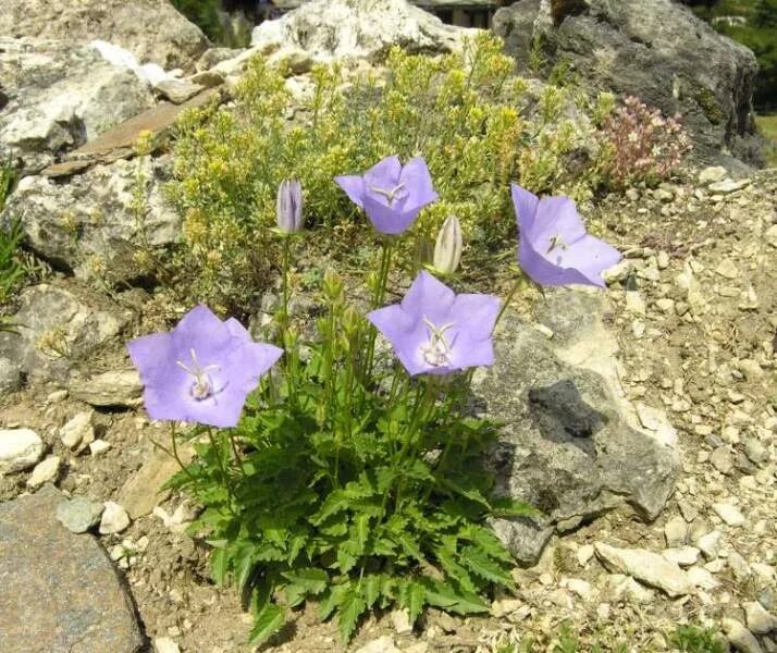 Колокольчик посадка в открытый грунт. Колокольчик Карпатский (Campanula Carpatica). Колокольчик Карпатский Гном. Колокольчик Карпатский Изабель. Колокольчик Карпатский Перл Вайт.