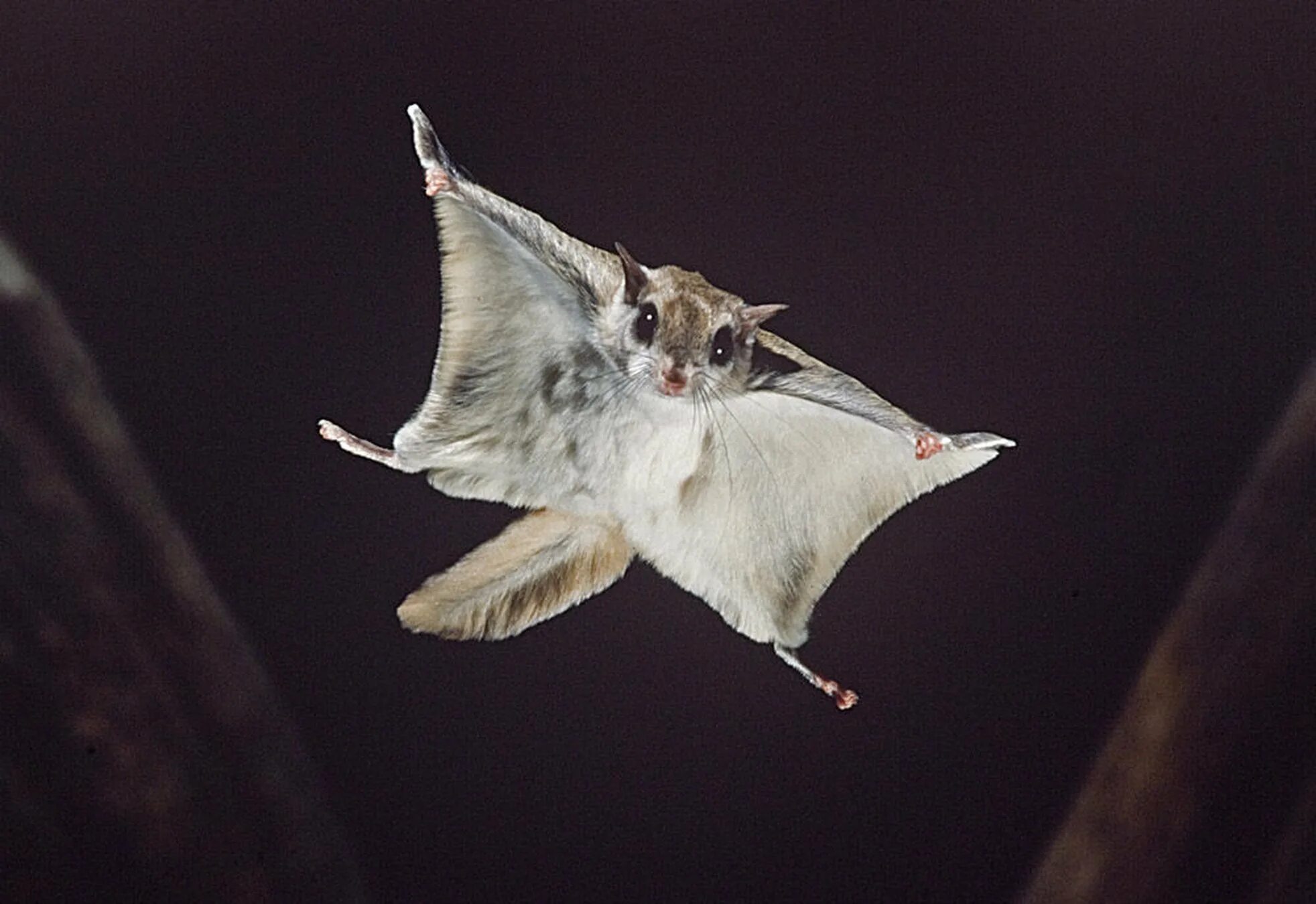 Белка летяга. Обыкновенная летяга. Обыкновенная летяга (Pteromys volans). Белки летяги. Какое животное полетело