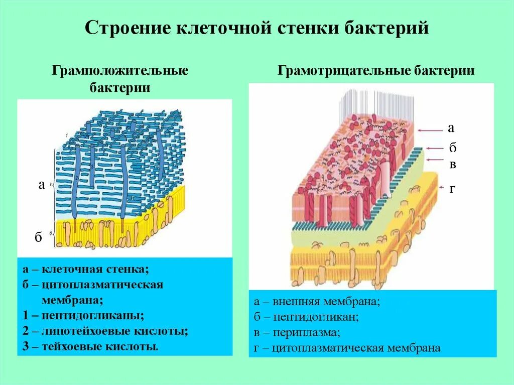 Состоят из 1 слоя клеток. Структура клеточной стенки бактерий. Структура и функции клеточной стенки у бактерий. Грамположительные бактерии клеточная стенка. Строение стенки грам + бактерий.