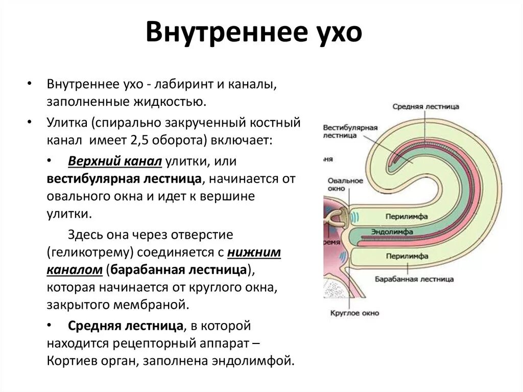 Внутреннее строение внутреннего уха. Внутреннее ухо строение и функции. Внутренне ухо строение и функции. К структурам внутреннего уха относятся:. Внутреннее ухо расположено в полости