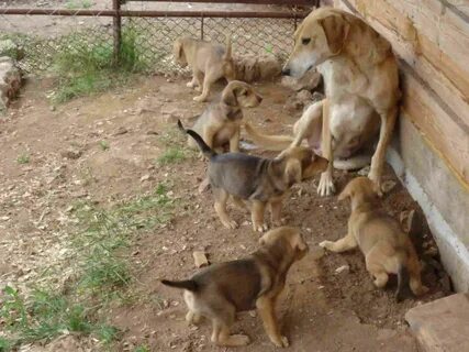 Когда можно будет продать dogs