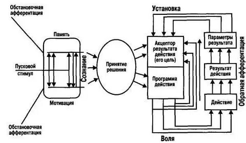 Афферентация это