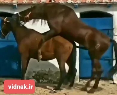 جفت گیری اسب و رابطه جنسی اسب های مسابقه ای قلدر 🐎.