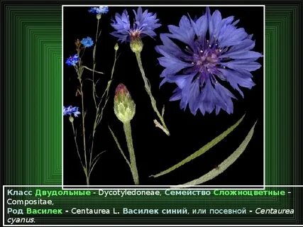 Василек относится к