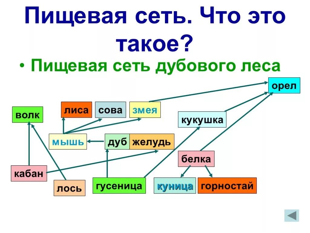 Пищевая сеть примеры. Пищевая сеть биология 11 класс. Сеть питания биология 9 класс. Пищевая сеть леса схема. Пищевая сеть это в биологии.