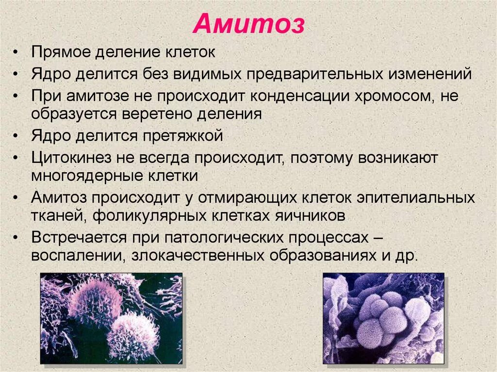 Митоз какой метод исследования. Амитоз прямое деление клетки. Биологическое значение митоза биология 10 класс. Особенности амитоза. Амитоз кратко.