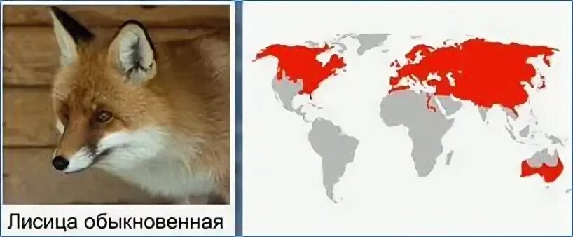 Меняет ли лиса место обитания. Меняет ли лиса место обитания