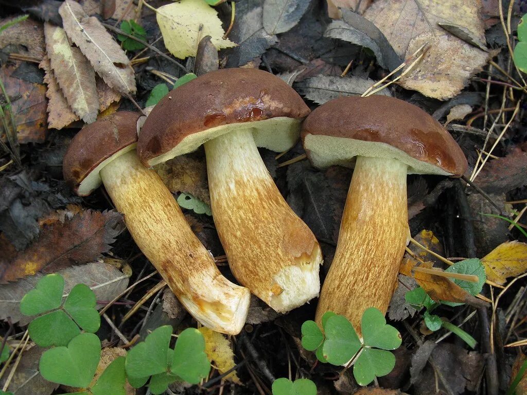 Польский гриб красный. Моховик польский гриб. Польский гриб (Xerocomus badius). Польский гриб Imleria Badia. Белый гриб моховик.