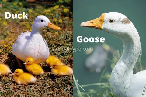 Duck duck goose