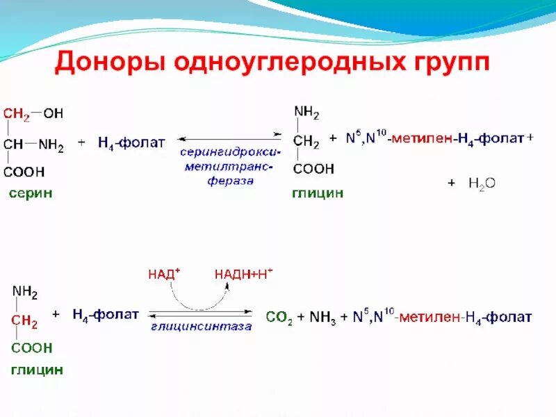 Амины группы б. Образование одноуглеродных групп. Одноуглеродные ФРАГМЕНТЫ биохимия. Обмен одноуглеродных групп. Одноуглеродные ФРАГМЕНТЫ образующиеся из Серина.
