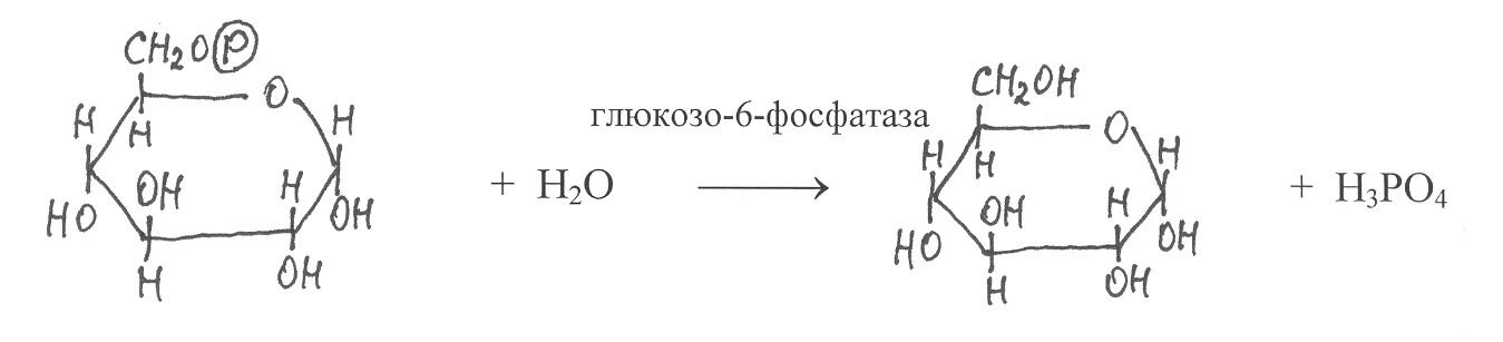 Глюкозо-6-фосфатаза катализирует реакцию. Гидролиз глюкозо 6 фосфата. Глюкозо 6 фосфатаза катализирует превращение. Глюкозо 6 фосфат фосфатаза. Щелочной гидролиз глюкозы