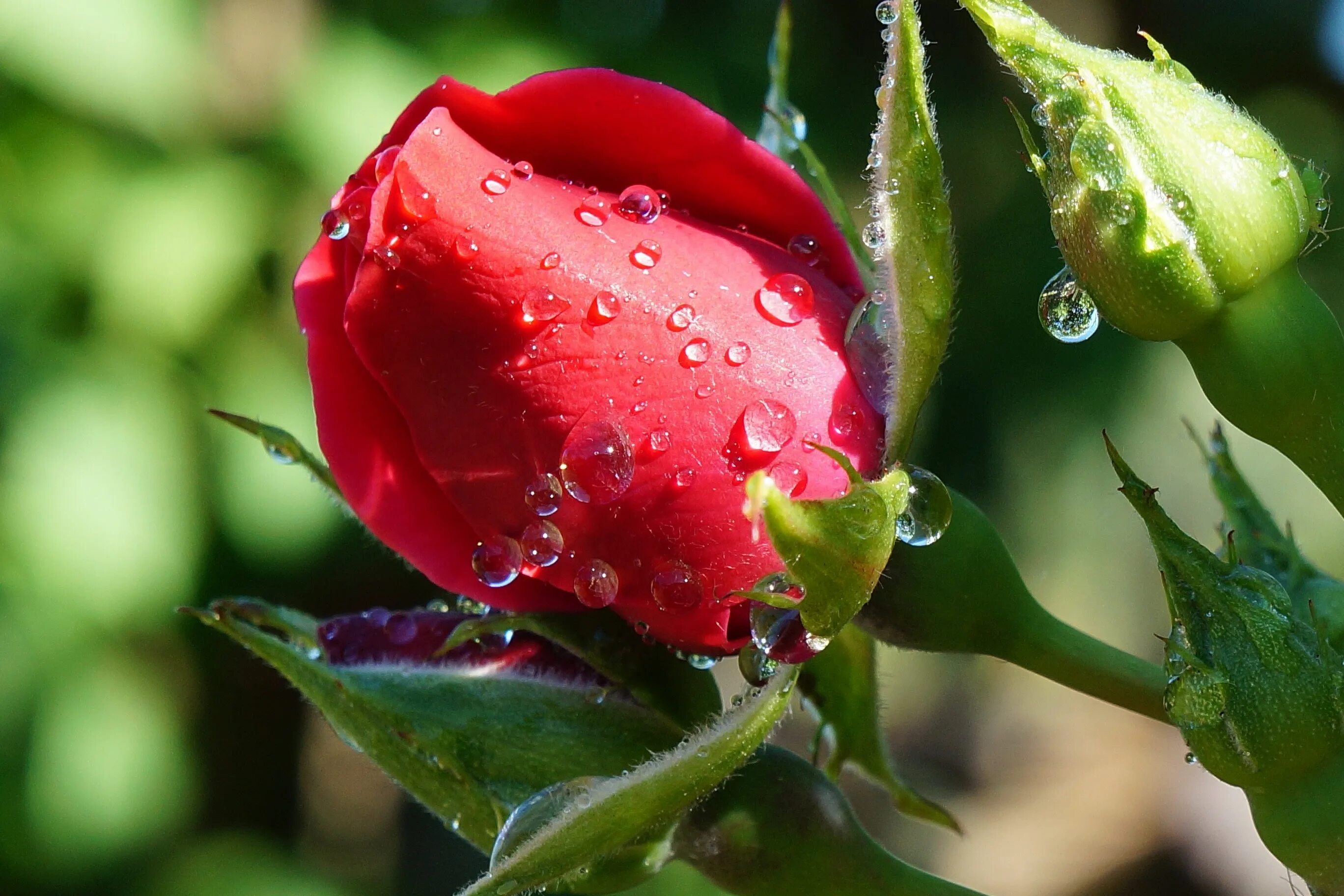 Красивые бутоны 1. Нераскрывшийся бутон розы. Красивые розы с капельками росы.