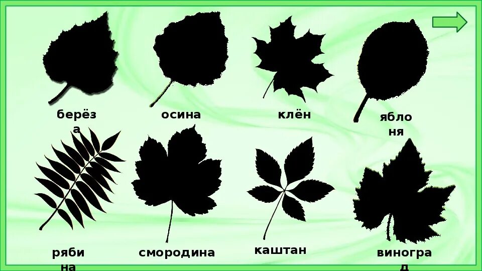 Почему у растений разные формы. Листья каштана дуба березы клена. Название листьев. Листья разных растений. Листы деревьев и их названия.