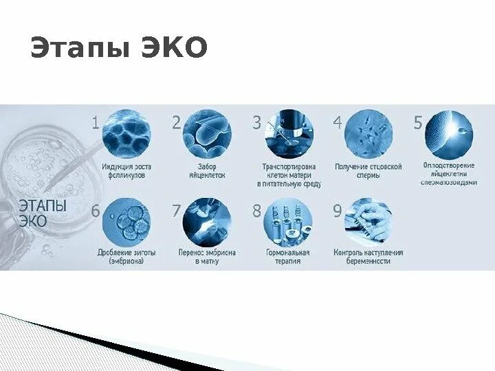 Метод ИКСИ при эко. Этапы экстракорпоральное оплодотворение. Этапы экстракорпорального оплодотворения. Этапы эко. Этапы эко по дням