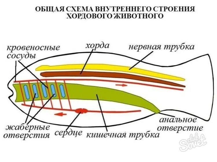 Наличие хорды у человека. Общая схема внутреннего строения хордового животного рис 105. Общая схема внутреннего строения хордовых животных. Общий план строения хордовых. План строения хордового животного.