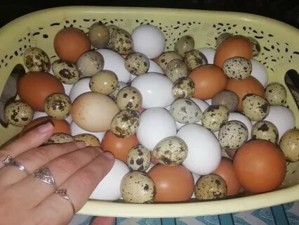 Что делать с домашними яйцами