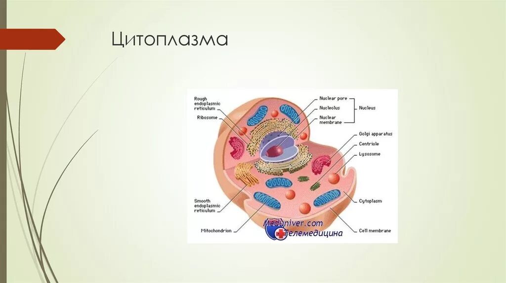 Цитоплазма рисунок. Схема строения цитоплазмы. Цитоплазма схема. Строение цитоплазмы рисунок.