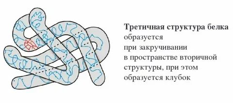 Третичная структура белковой молекулы это