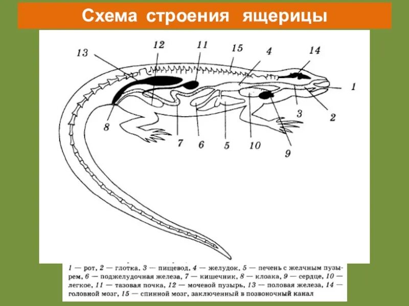 Строение рептилий 7 класс. Внутреннее строение пресмыкающихся схема. Внутренне строение органов ящерицы. Схема пищеварительная система рептилий 7 класс. Пищеварительная система ящерицы.