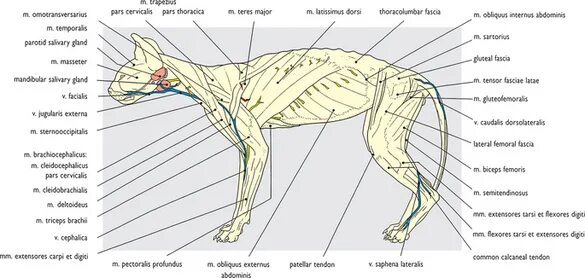 Мышцы кошки анатомия. Лимфатическая система кошки анатомия. Мышечное строение кошки анатомия. Лимфатическая система кошки схема. Увеличенные лимфоузлы у кота