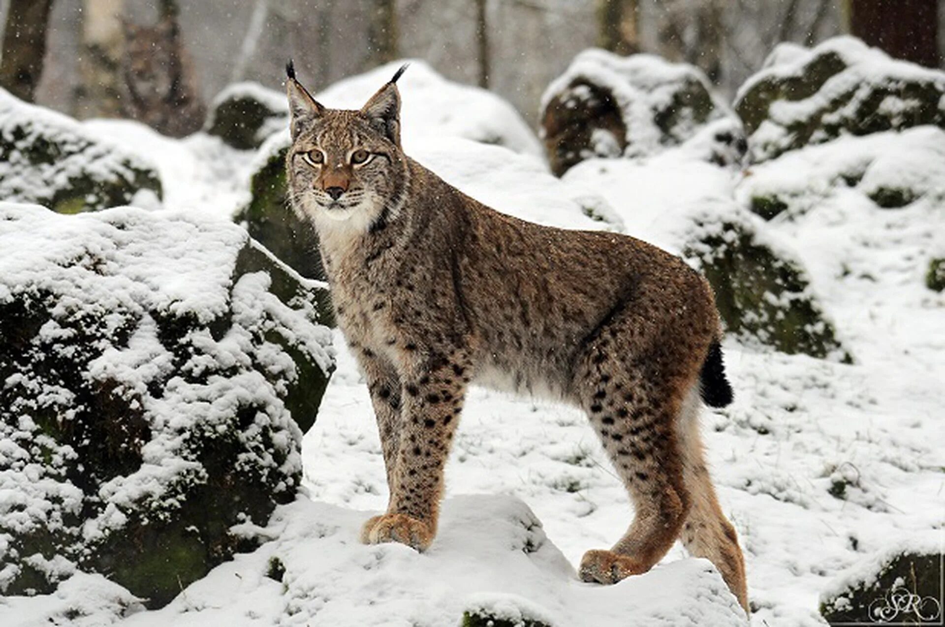 Рысь Линкс. Беловежская пуща Рысь. Рысь обыкновенная Lynx Lynx Linnaeus, 1758. Туркестанская Рысь. Средние хищные животные