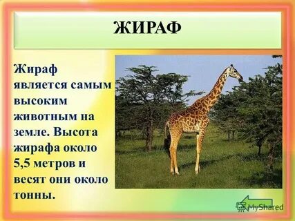 Какое животное стало первым