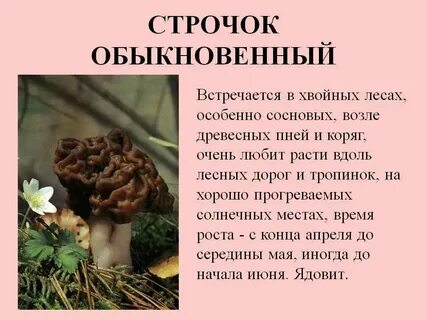 Какие строчки можно есть