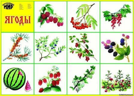 Лесные и садовые ягоды старшая группа