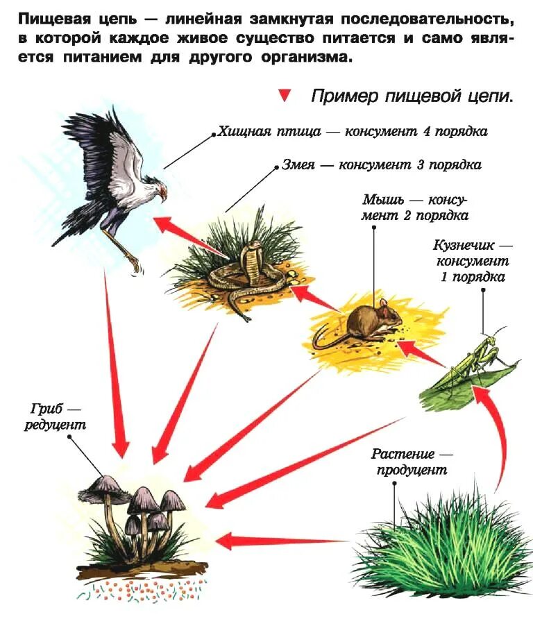 Какова роль производителей в пищевой цепи кратко. Биологическая цепь питания. Пищевая цепь в природе 5 класс биология. Схема цепи питания Насекомоядные. Цепочка питания.